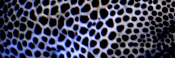 closeup eel skin